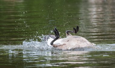 Ottawa nehre canlılığı ile Kanada kaz banyoları.