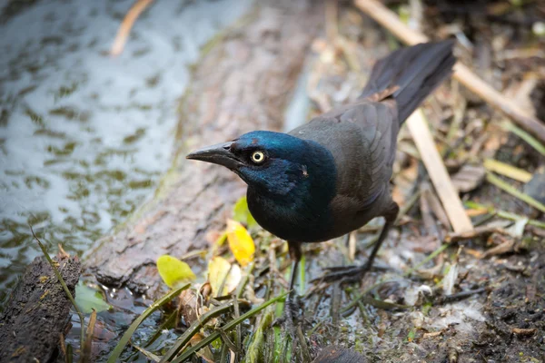 若いビールの黒い鳥 (euphagus cyanocephalus). — ストック写真