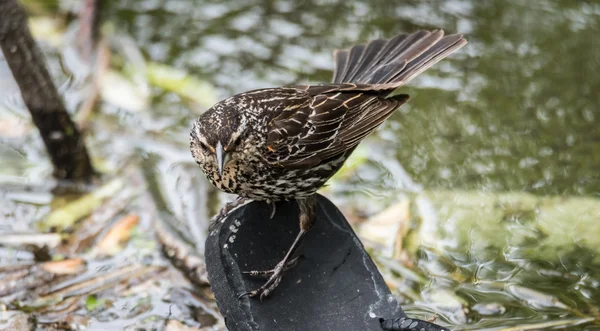 Fiatalkori piros szárnyas fekete madár tápok az élelmiszer - talál egy szandál, az Ottawa River oldalán. — Stock Fotó