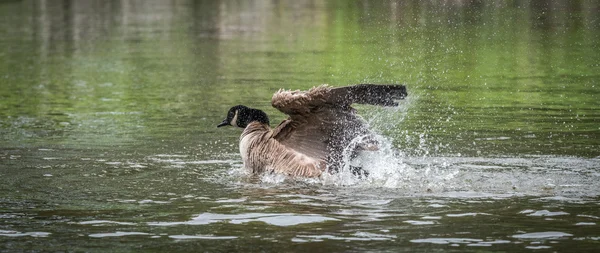 Ganso de Canadá baña con vigor en el río Ottawa . — Foto de Stock