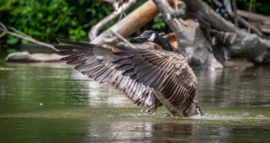 Canada Goose stands up in the water - flaps his wings in a springtime display of territory and courtship on the Ottawa River. clipart