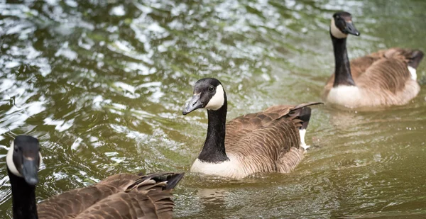 Canada Geese swim into view along the Ottawa River. — Stock Photo, Image