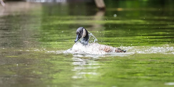 Ganso de Canadá baña con vigor en el río Ottawa . — Foto de Stock