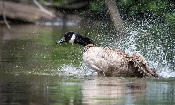 Ganso de Canadá baña con vigor en el río Ottawa . —  Fotos de Stock