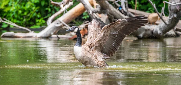 Kanadagans erhebt sich im Wasser - flattert mit den Flügeln in einem frühlingshaften Schauspiel von Territorium und Balz auf dem Fluss ottawa. — Stockfoto