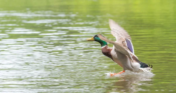 Hombre Mallard llega para aterrizar en el río Ottawa . —  Fotos de Stock