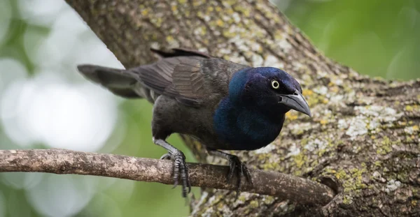 Fiatal Brewer fekete madár (euphagus cyanocephalus). — Stock Fotó