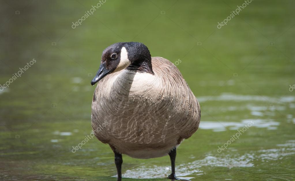 printemps canada goose printemps canada goose
