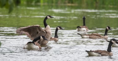 Kanada Kazı suda - bir bahar onun kanatları bölge ve Kur Ottawa nehirde görüntülemek flep ayağa kalkar.