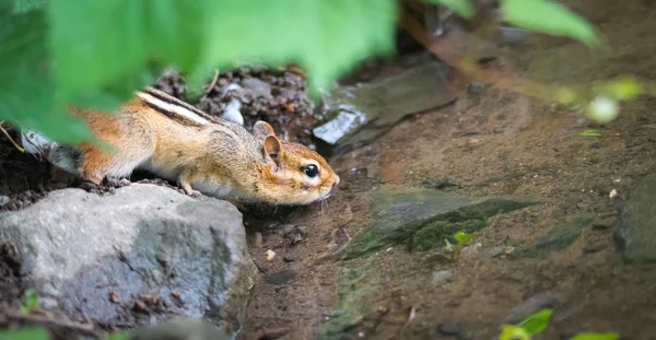 Nervous chipmunk (Tamias) drinks at the river 's edge . — стоковое фото
