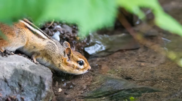 Nervous chipmunk (Tamias) drinks at the river's edge. — Stock Photo, Image