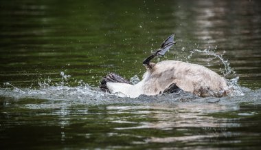 Ottawa nehre canlılığı ile Kanada kaz banyoları.