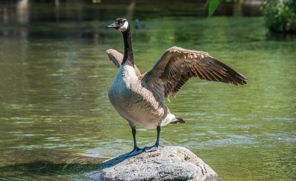 Canada Goose stands on rock, flaps his wings in a springtime display of territory and courtship on the Ottawa River.
