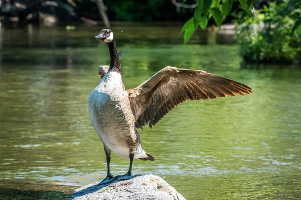 Ganso de Canadá está parado en la roca, aletea sus alas en una exhibición de primavera de territorio y cortejo en el río Ottawa . — Foto de Stock