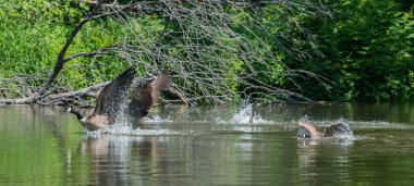Kanada kazlar birbirlerine Ottawa nehre takip. 