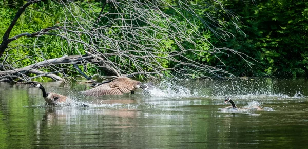 Gansos de Canadá persiguiéndose en el río Ottawa . — Foto de Stock