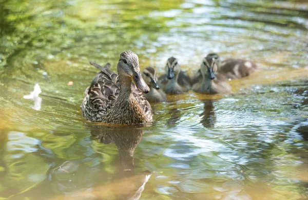 Kaczka krzyżówka pływa wzdłuż rzeki Ottawa z rodziną gosling. — Zdjęcie stockowe