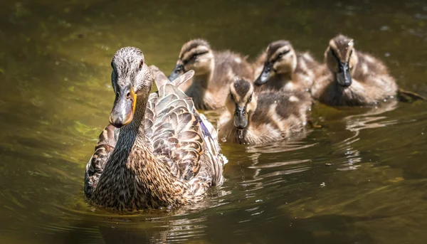 Kaczka krzyżówka pływa wzdłuż rzeki Ottawa z rodziną gosling. — Zdjęcie stockowe