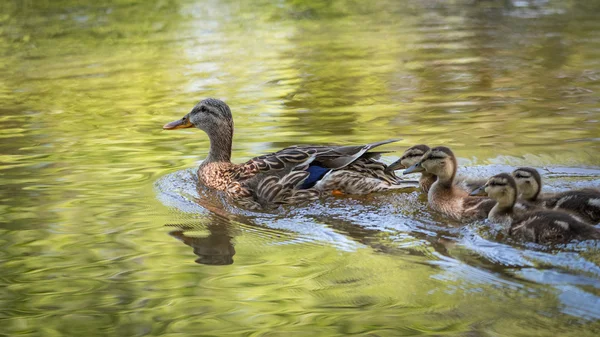 Female Mallard duck swims along the Ottawa River with her gosling family. — Stock Photo, Image