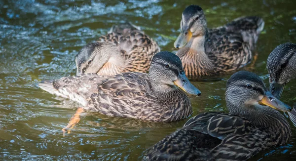 Νεαρή γυναίκα gaggling πάπιες Mallard κλείστε επάνω σε Ποταμός της Οττάβας. — Φωτογραφία Αρχείου