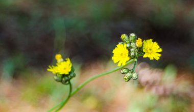 Ot çiçek sarı. Düğün çiçeği, güneşli sabah alanına yakın..
