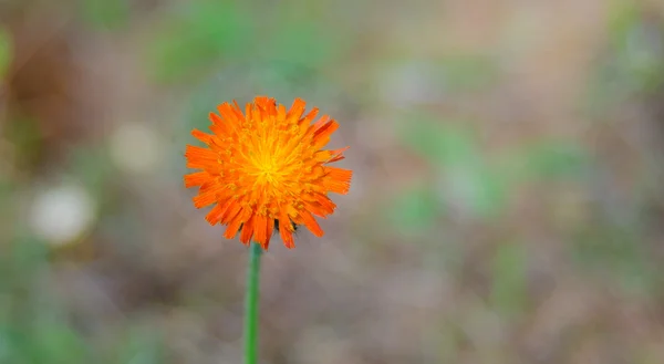 Orangenblüte, Habichtskraut, der Gattung Hieracium. — Stockfoto