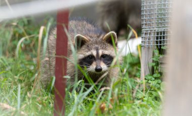 Raccoon (Procyon lotor(s) emerges from the woods.  Smart young animals shyly make an appearance searching for food, family members unseen are nearby. clipart