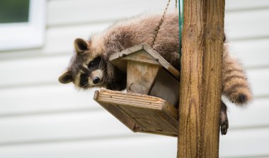 Raccoon (Procyon lotor) on a bird feeder, eastern Ontario.  Masked mammal has a bit of fun while he looks for and finds an easy meal.  clipart