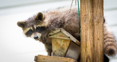 Rakun (Procyon lotor) bir kuş besleyici, doğu Ontario üzerinde. Maskeli memeli o arar ve kolay bir yemek bulur iken eğlenceli biraz vardır. 