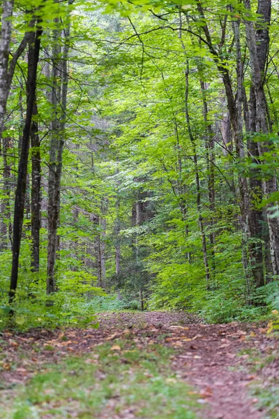 Walking trail along the deep interior of an Eastern Ontario forest in summer.
