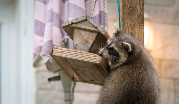 Mapache (Procyon lotor) en un comedero de aves, al este de Ontario. Enmascarado mamífero tiene un poco de diversión mientras busca y encuentra una comida fácil . — Foto de Stock