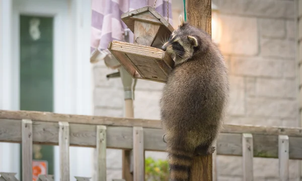 Mapache (Procyon lotor) en un comedero de aves, al este de Ontario. Enmascarado mamífero tiene un poco de diversión mientras busca y encuentra una comida fácil . — Foto de Stock