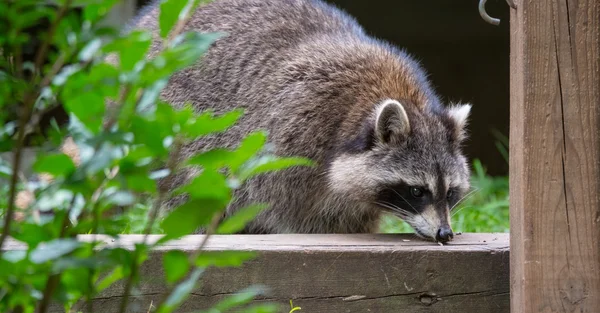 Guaxinim (Procyon lotor (s) emerge da floresta. Animais jovens e inteligentes tímidos fazem uma aparição em busca de comida, membros da família invisíveis estão por perto . — Fotografia de Stock