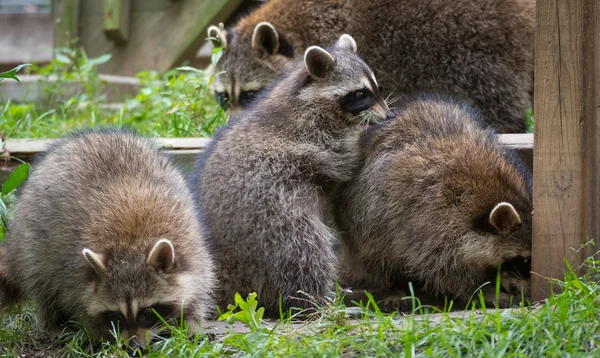 Jovens membros da família guaxinim (Procyon lotor) brincando, estabelecendo a ordem de bicadas, arrumando uns aos outros e brincando, procurar comida e guloseimas perto de um alimentador de pássaros no leste de Ontário . — Fotografia de Stock