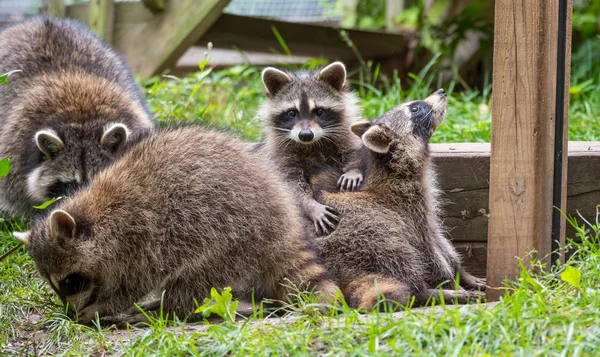 Jeunes membres de la famille des ratons laveurs (Procyon lotor) jouant, établissant l'ordre des picotements, se toilettant les uns les autres et jouant, cherchant de la nourriture et des friandises près d'une mangeoire d'oiseaux dans l'est de l'Ontario . — Photo