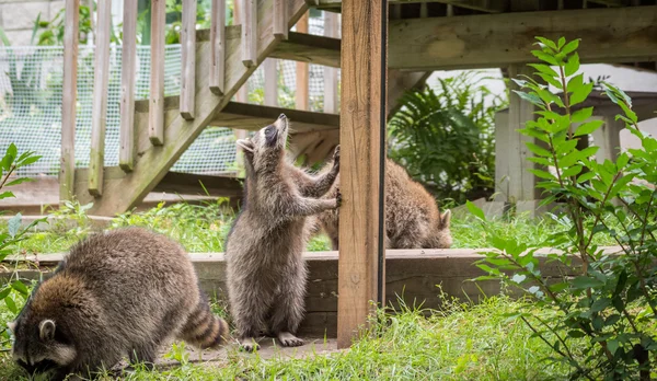Young members of raccoon (Procyon lotor) family playing, establishing pecking order, grooming one another and playing, search for food and treats near a bird feeder in Eastern Ontario. — Stockfoto