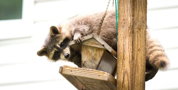 Mapache (Procyon lotor) en un comedero de aves, al este de Ontario. Enmascarado mamífero tiene un poco de diversión mientras busca y encuentra una comida fácil . — Foto de Stock