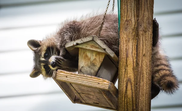 Mapache (Procyon lotor) en un comedero de aves, al este de Ontario. Enmascarado mamífero tiene un poco de diversión mientras busca y encuentra una comida fácil . — Foto de Stock