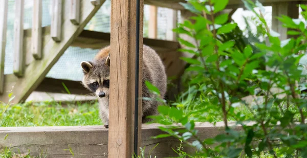 Mapache (Procyon lotor (s) emerge del bosque. Animales jóvenes inteligentes tímidamente hacen una aparición en busca de comida, miembros de la familia no vistos están cerca . — Foto de Stock