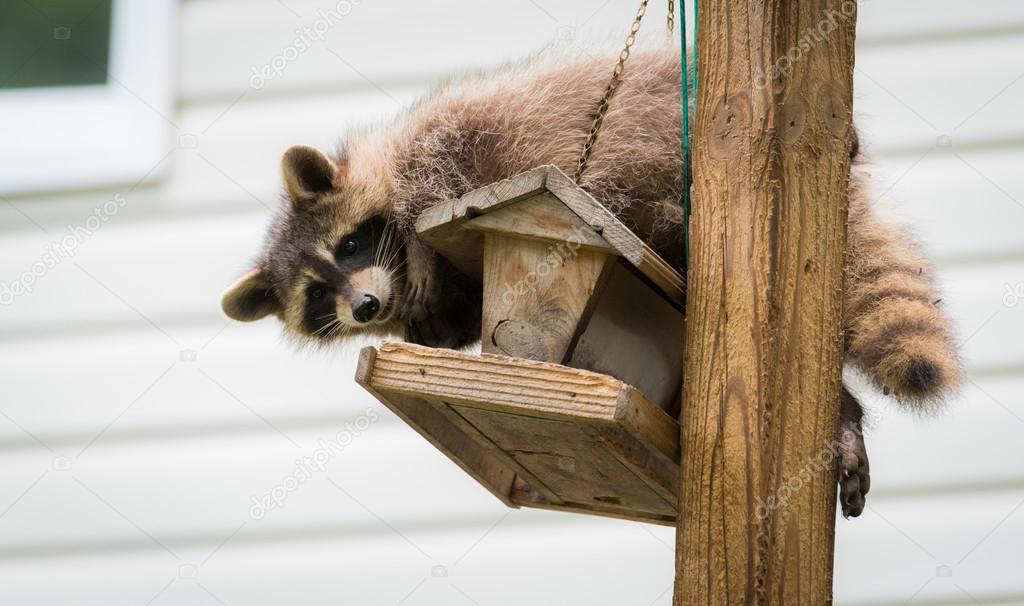 Raccoon (Procyon lotor) on a bird feeder, eastern Ontario.  Masked mammal has a bit of fun while he looks for and finds an easy meal. 