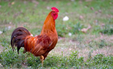 Renkli Rhode Island Red rooster. Ontario, Kanada'da bir hobi çiftlikte kümesin renkli büyük horoz.