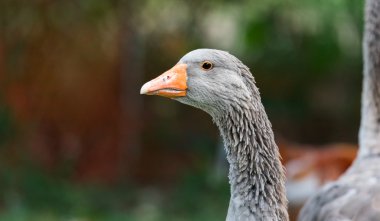 Yerli Greylag kaz - Ontario, Kanada'da bir hobi çiftliğinde büyük kuş.