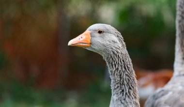 Close up view of Greylag goose's face, featuring serrated mandible, not teeth, though they look like small teeth, the sawtooth pattern helps the goose grab on to its food. stock vector