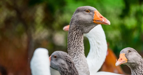 Gansos domésticos Greylag: pássaros grandes em uma fazenda hobby em Ontário, Canadá . — Fotografia de Stock