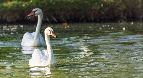 White Mute swan couple (Cygnus olor) swim around their pond on a late summer morning in Ontario, Canada. — Stock Fotó