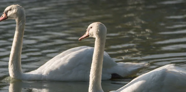 Casal de cisne mudo branco (Cygnus olor) nadar em torno de sua lagoa em uma manhã de final de verão em Ontário, Canadá . — Fotografia de Stock