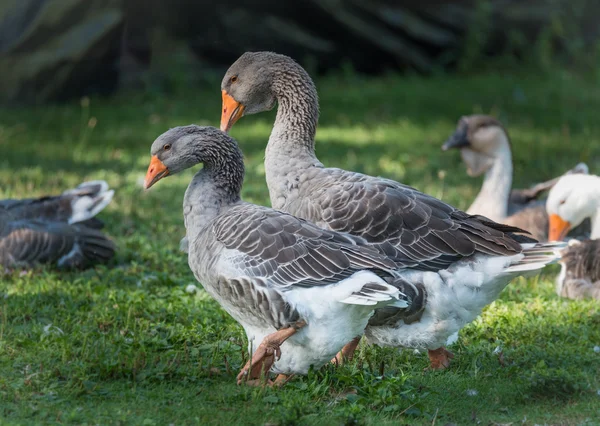Domestic Greylag geese:  Big birds on a hobby farm in Ontario, Canada. — Stock Photo, Image