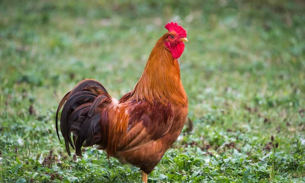 Grand coq rouge du Rhode Island - Grosse bite colorée de la promenade dans une ferme de loisirs en Ontario, Canada . — Photo