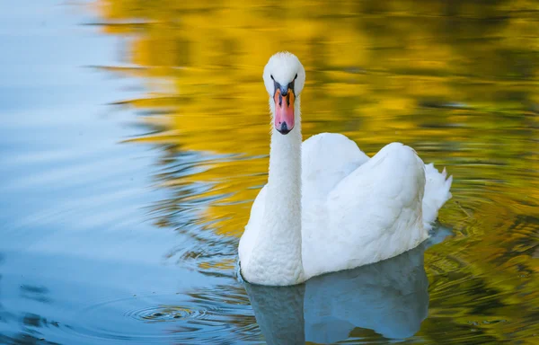 Cisne mudo (Cygnus olor) nada ao redor com um companheiro nas proximidades em sua lagoa em Ontário, Canadá . — Fotografia de Stock