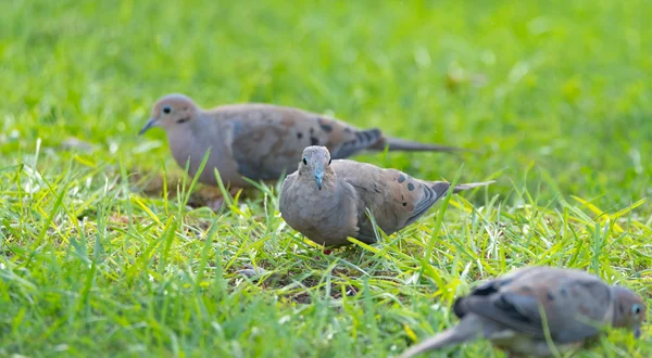애도하는 비둘기, 거북이 비둘기 (제나이다 매크로라) 거기에 흩어져 씨앗에 먹이 녹색 잔디에. — 스톡 사진